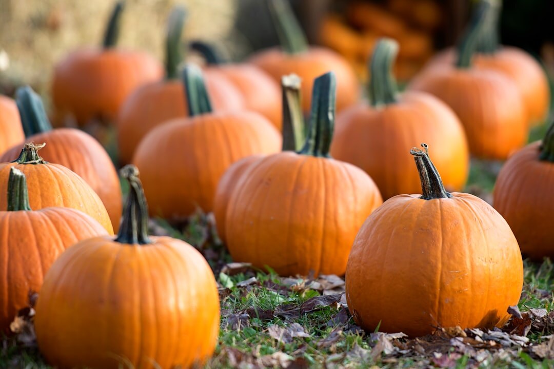 pumpkin autumn harvest
