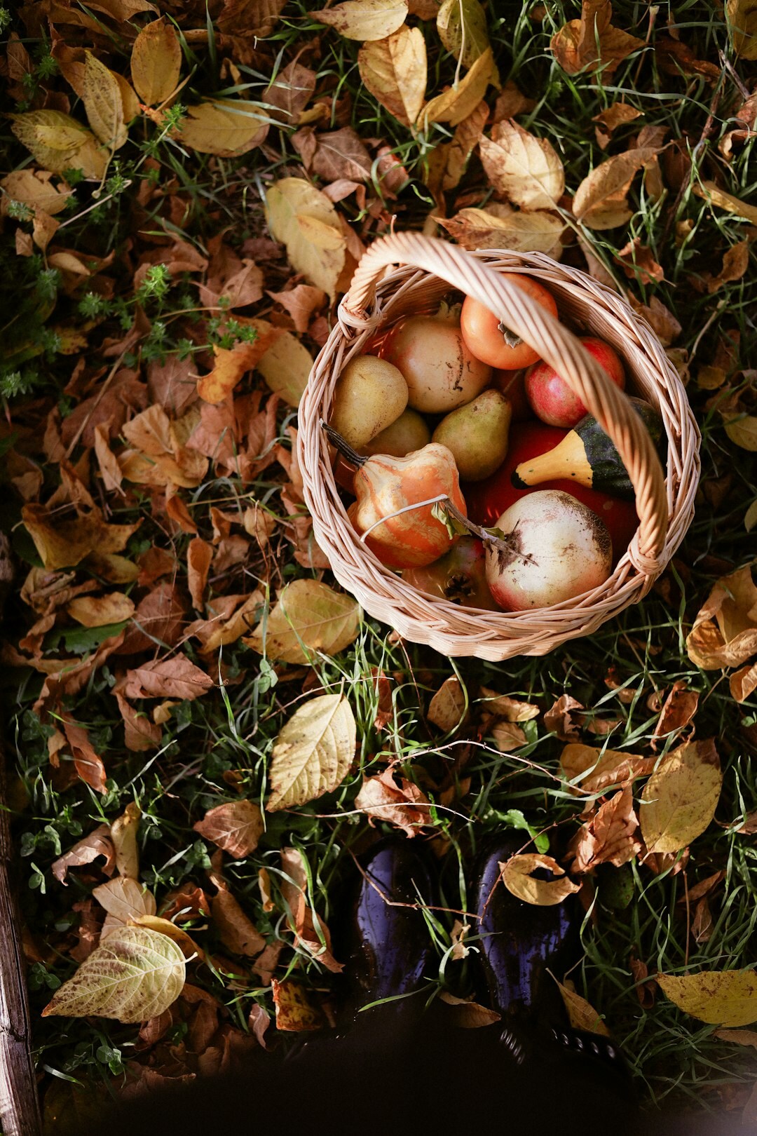 Basket of forest mushrooms and apples in autumn